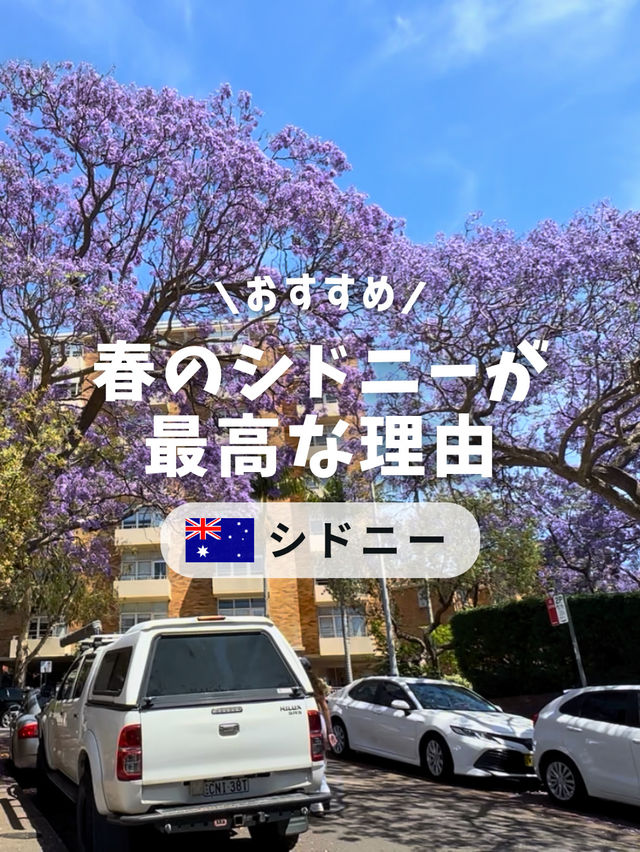 🌸春のシドニーが最高な理由