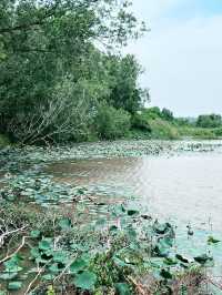 Tranquil Wonders of Paya Indah Wetlands