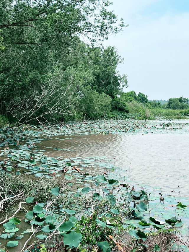 Tranquil Wonders of Paya Indah Wetlands