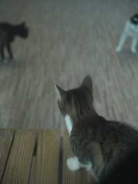貓村秘境 | 猴硐半日輕旅行