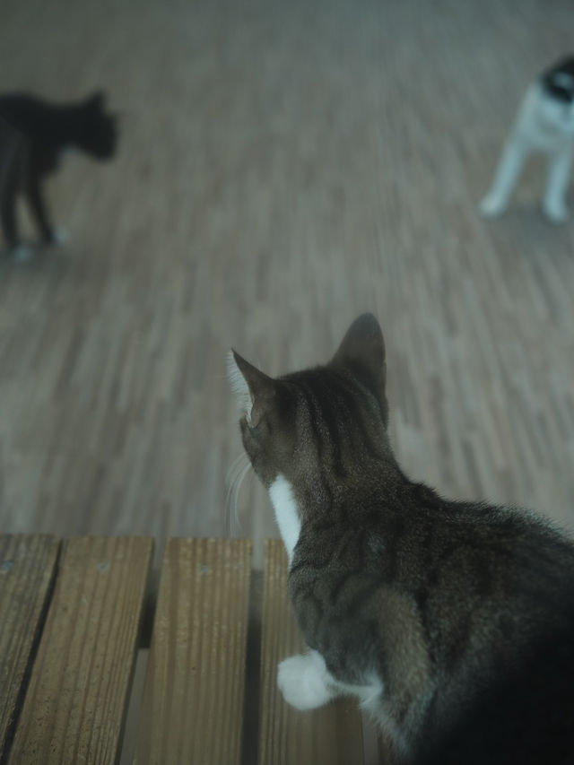貓村秘境 | 猴硐半日輕旅行