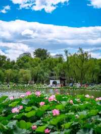  “Lotus Dream Lake”