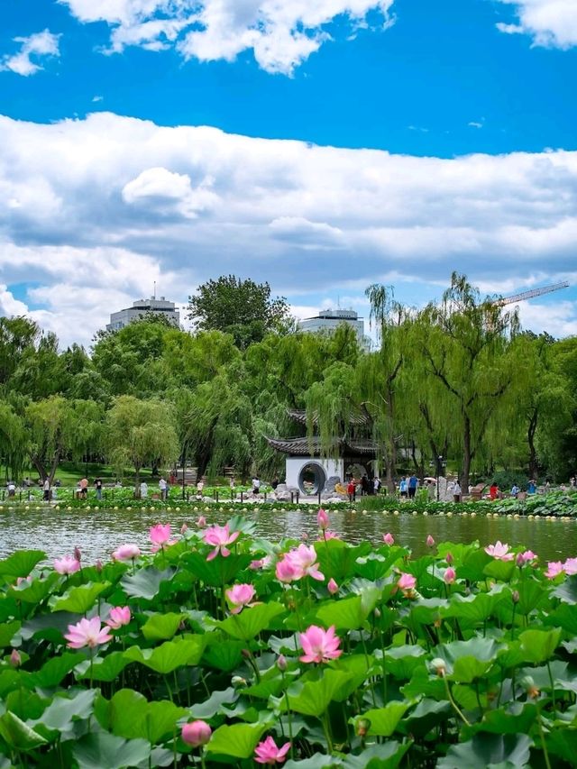  “Lotus Dream Lake”