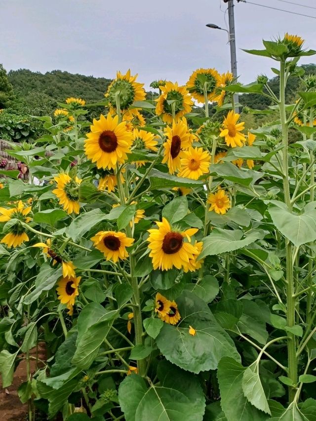 여름에 꼭 가세요