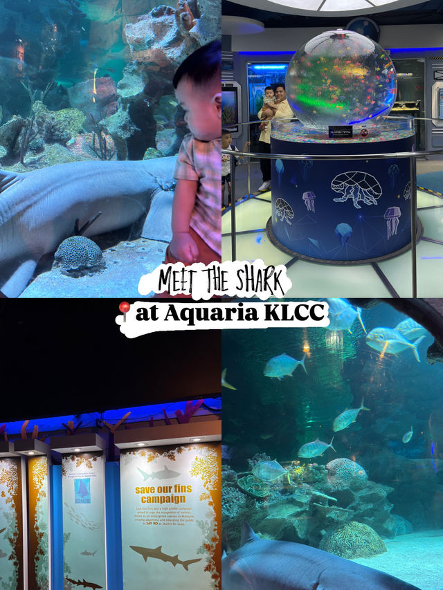Meet the Shark at KLCC Aquaria