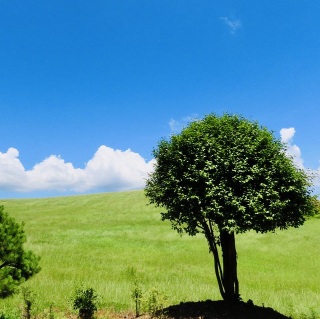 A Peaceful Escape to Authentic Jeju Nature