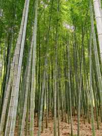 Bamboo Garden – Step into a Martial Arts Dream
