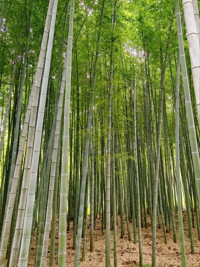 Bamboo Garden – Step into a Martial Arts Dream