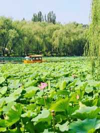 Summer Serenity at Yuanmingyuan: A Lotus Paradise