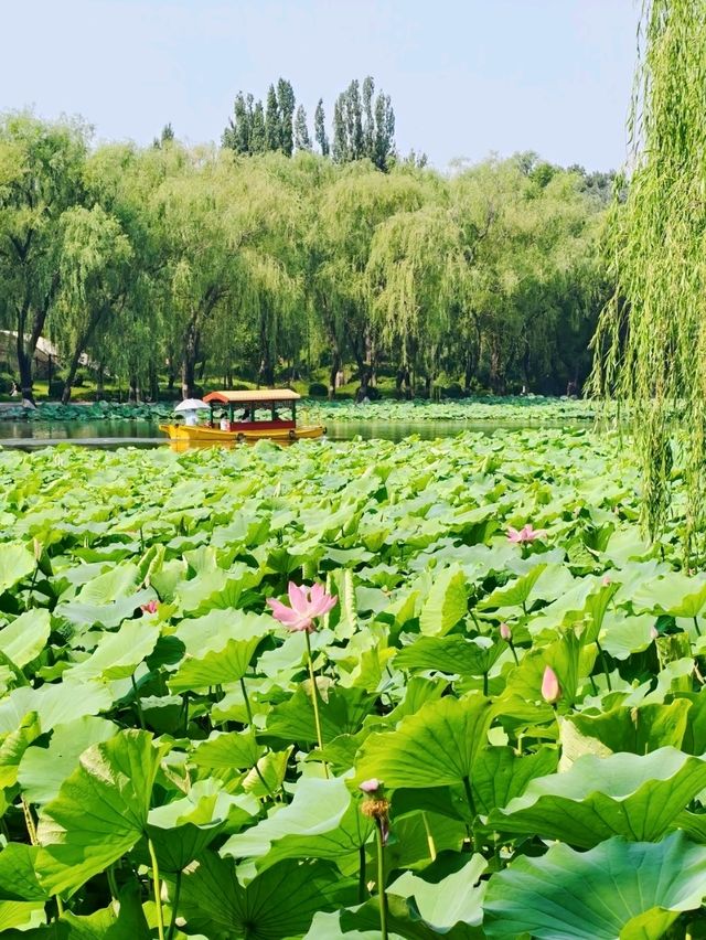 Summer Serenity at Yuanmingyuan: A Lotus Paradise