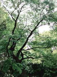 🌿呼吸が整う公園と、おしゃれカフェで始める朝 — 代々木公園と外苑前で過ごす穏やかな時間