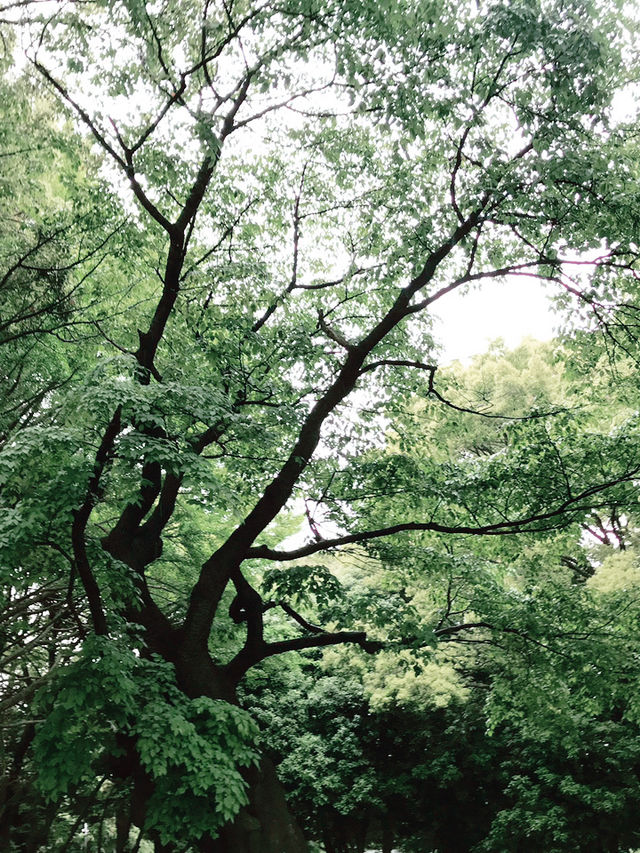 🌿呼吸が整う公園と、おしゃれカフェで始める朝 — 代々木公園と外苑前で過ごす穏やかな時間 🌿呼吸が整う公園と、おしゃれカフェで始める朝 — 代々木公園と外苑前で過ごす穏やかな時間
