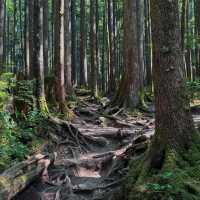 Wallace Falls Hiking Guide – Seattle’s Scenic Trail 🏔️💦