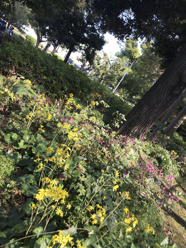 秋の横浜でコスモス＆おしゃれ散歩🌸✨