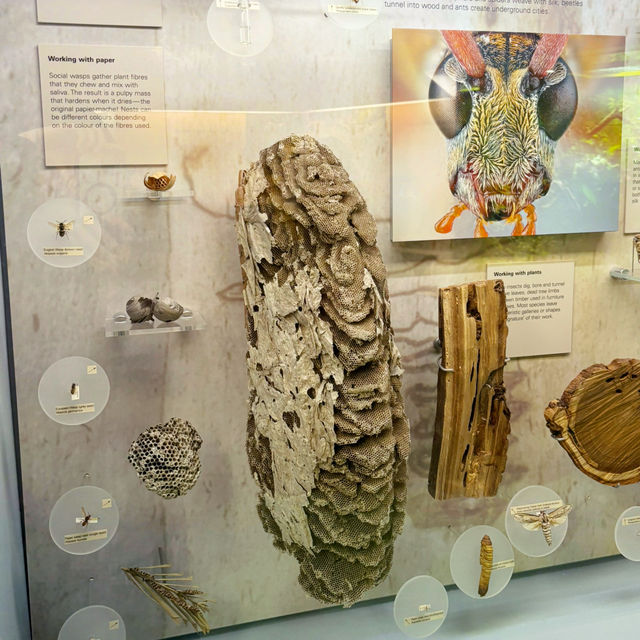 🌳メルボルン博物館で森の息吹を感じ昆虫観察・Forest Gallery