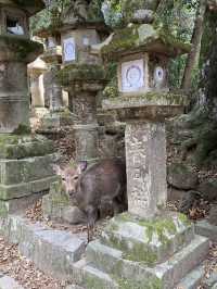 一日散策-奈良公園