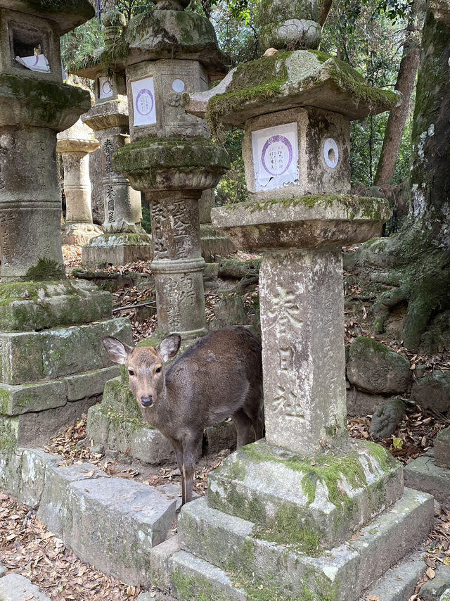 一日散策-奈良公園