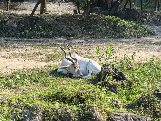 台北親子游必看動物園攻略✨台中市動物園