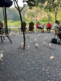 Duck Paradise in Ninh Binh 🦆✨
