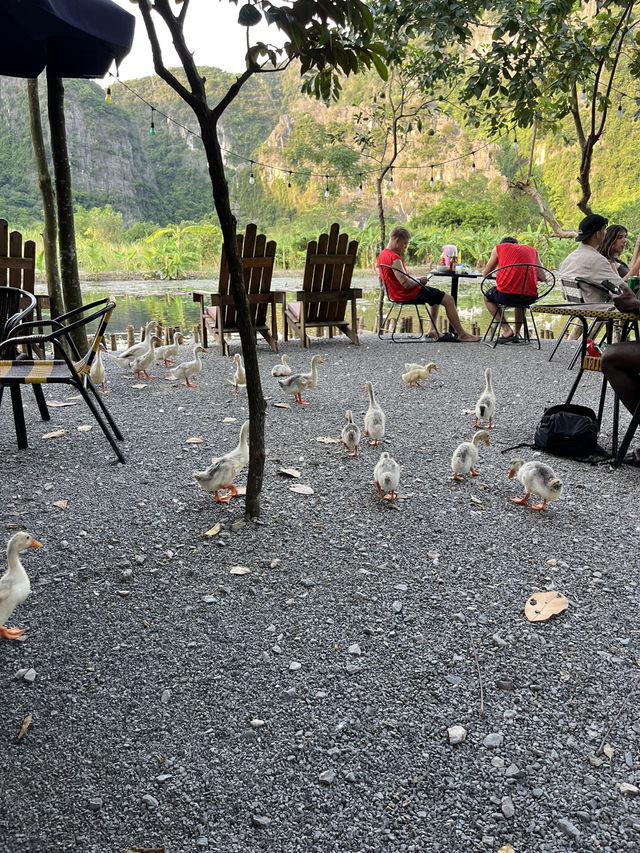 Duck Paradise in Ninh Binh 🦆✨