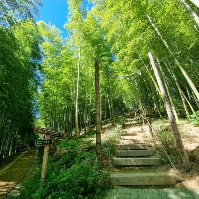🎍 거제맹종죽테마파크, 대나무 숲 속 힐링 여행