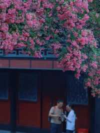 🌸 Dujiangyan – A Thousand-Year Symphony of Purple Blossoms 🌸