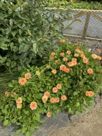 ใใใฅใผใธใผใฉใณใใปใใใผใใณใๅญฃ็ฏใฎ่ฑใ
ใจ็ใใฎ็ฉบ้ใใใใผใใณใปใใฟใใใฏใปใฌใผใใณใ๐ผ๐๏ธ