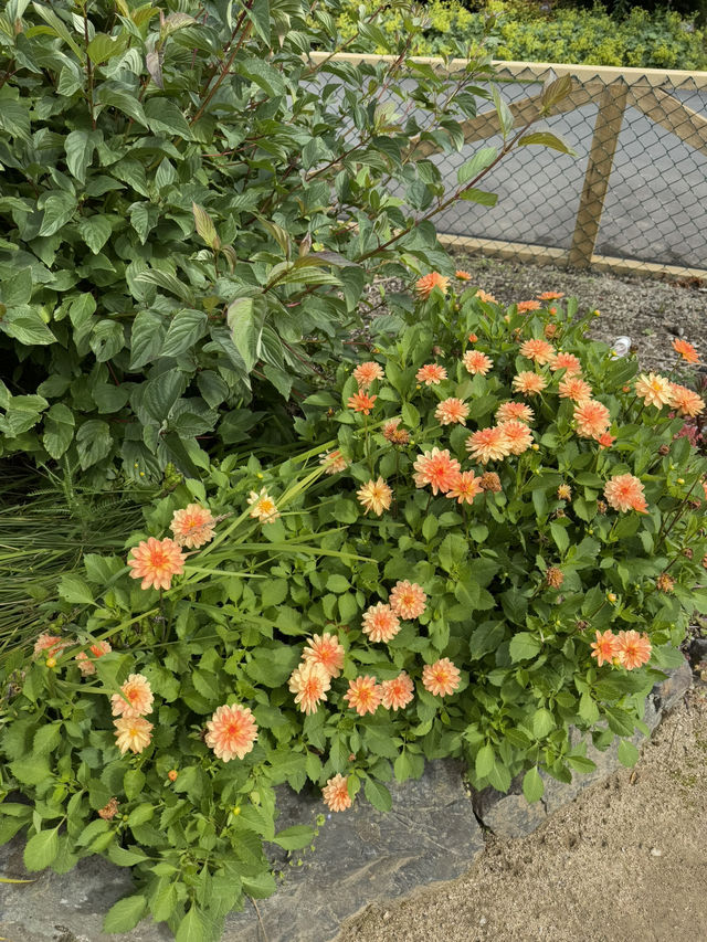 ใใใฅใผใธใผใฉใณใใปใใใผใใณใๅญฃ็ฏใฎ่ฑใ
ใจ็ใใฎ็ฉบ้ใใใใผใใณใปใใฟใใใฏใปใฌใผใใณใ๐ผ๐๏ธ ใใใฅใผใธใผใฉใณใใปใใใผใใณใๅญฃ็ฏใฎ่ฑใ
ใจ็ใใฎ็ฉบ้ใใใใผใใณใปใใฟใใใฏใปใฌใผใใณใ๐ผ๐๏ธ