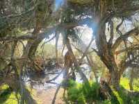 Sea Breeze Cheers🌊