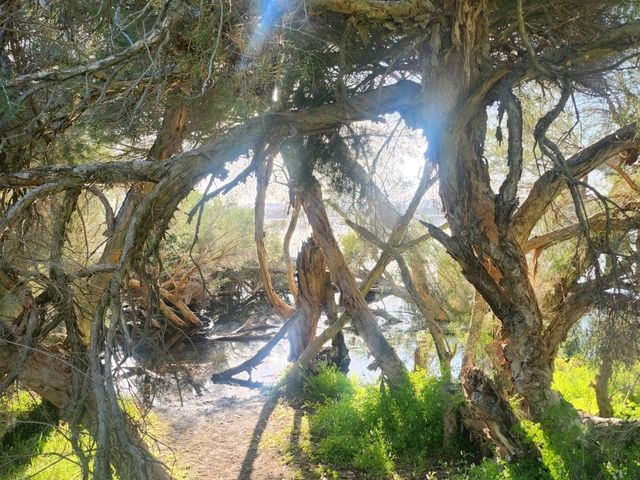 Sea Breeze Cheers🌊