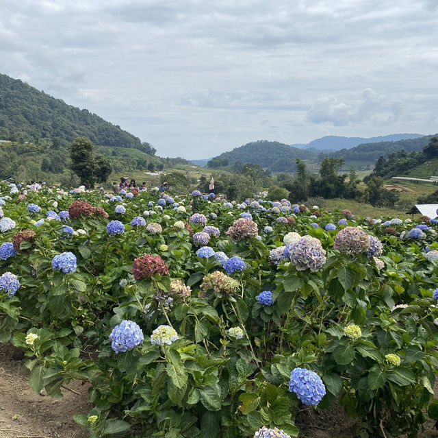 🌸💙 ปล่อยใจจอย ๆ ที่ทุ่งไฮเดรนเยีย สวนคุณทองดี 💙