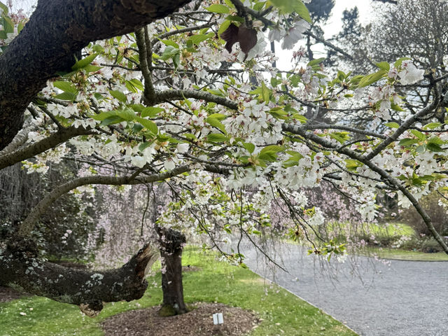 5 Days in Christchurch
