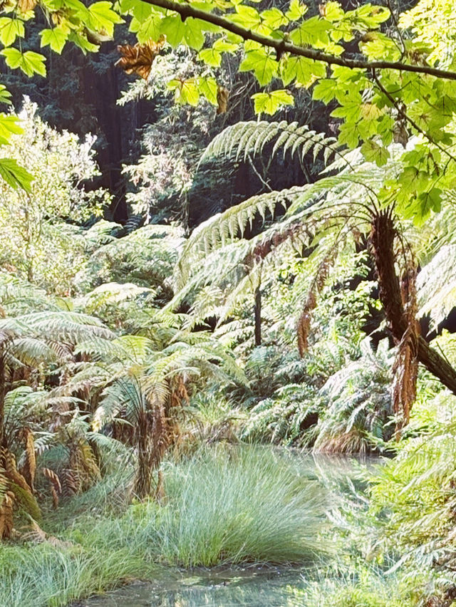 🌳 Redwood Forest, Rotorua: Walk Among Giants in a Californian Dream! 🌲