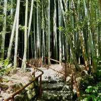 Solo Zen: Finding Peace in Hokokuji's Bamboo Grove