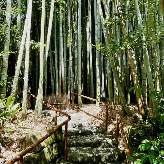 Solo Zen: Finding Peace in Hokokuji's Bamboo Grove