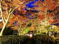 冬だけじゃない！秋の新潟もオススメ🎃🍁🍄