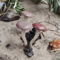 Denver Botanic Gardens