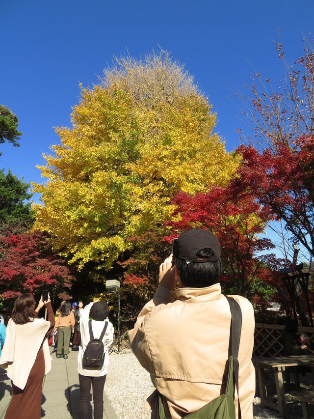 🍁✨ รีวิว: ชมฤดูใบไม้เปลี่ยนสีในคามากุระ (Kamakura 🍁✨ รีวิว: ชมฤดูใบไม้เปลี่ยนสีในคามากุระ (Kamakura