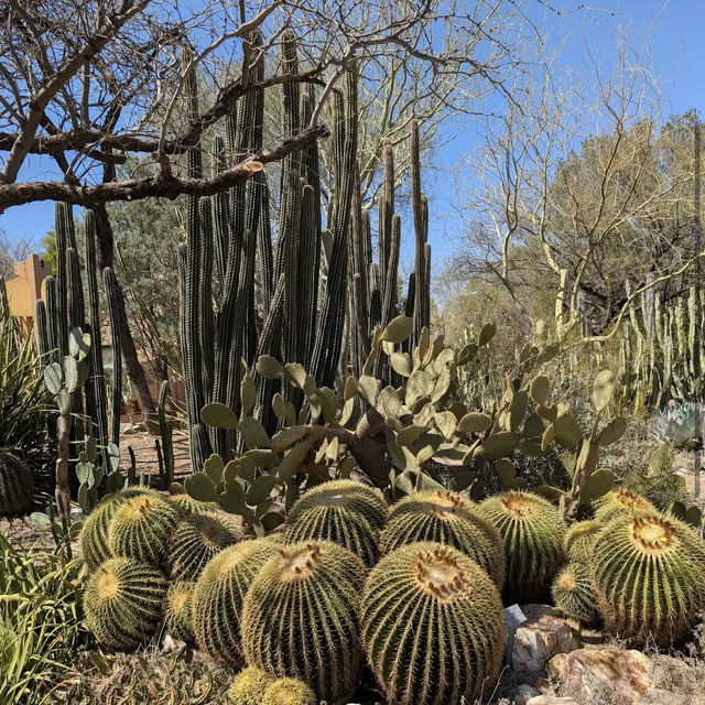 Tucson Botanical Gardens