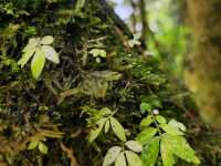 Forest Bathing at Doi Inthanon: Chill Vibes + Epic Scenery