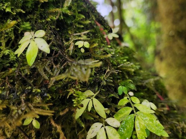 Forest Bathing at Doi Inthanon: Chill Vibes + Epic Scenery