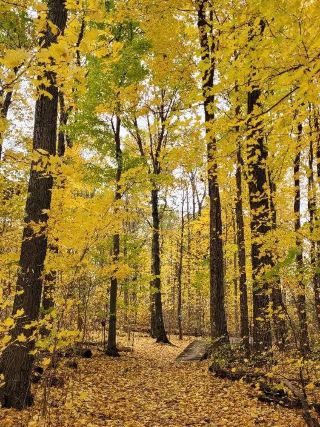Vaughan Autumn Forest Walk | A Healing Journey at Kelso Parkette