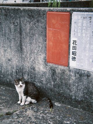Ainoshima Island, Fukuoka's "Cat Island"