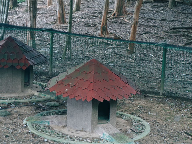 A Serene Escape: Discovering Swan Lake in Putrajaya