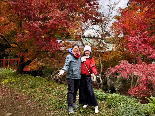 🍂秋日阿蘇山:米塚的金色光影、草千里的高原風、火山的震撼能量 🍂秋日阿蘇山:米塚的金色光影、草千里的高原風、火山的震撼能量