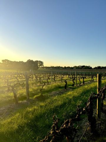 ✨ Quick Getaway: Vineyard Life + Wine Moments Near Perth 🌿