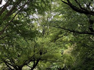佐倉城跡。