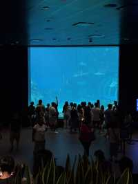 Singapore Oceanarium: Dive Into an Underwater Wonderland 🦈✨