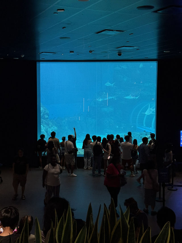 Singapore Oceanarium: Dive Into an Underwater Wonderland 🦈✨