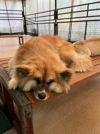 【熊本】可愛すぎる赤ちゃんコグマにキュン！動物と超至近距離で触れ合える「阿蘇カドリー・ドミニオン」へ🐻🐾
